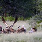 Die Geier sind gelandet 