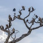 Die Geier und Marabus warten schon...