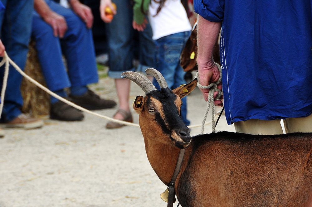 Die Geiß.... Foto & Bild tiere, haustiere, nutztiere Bilder auf