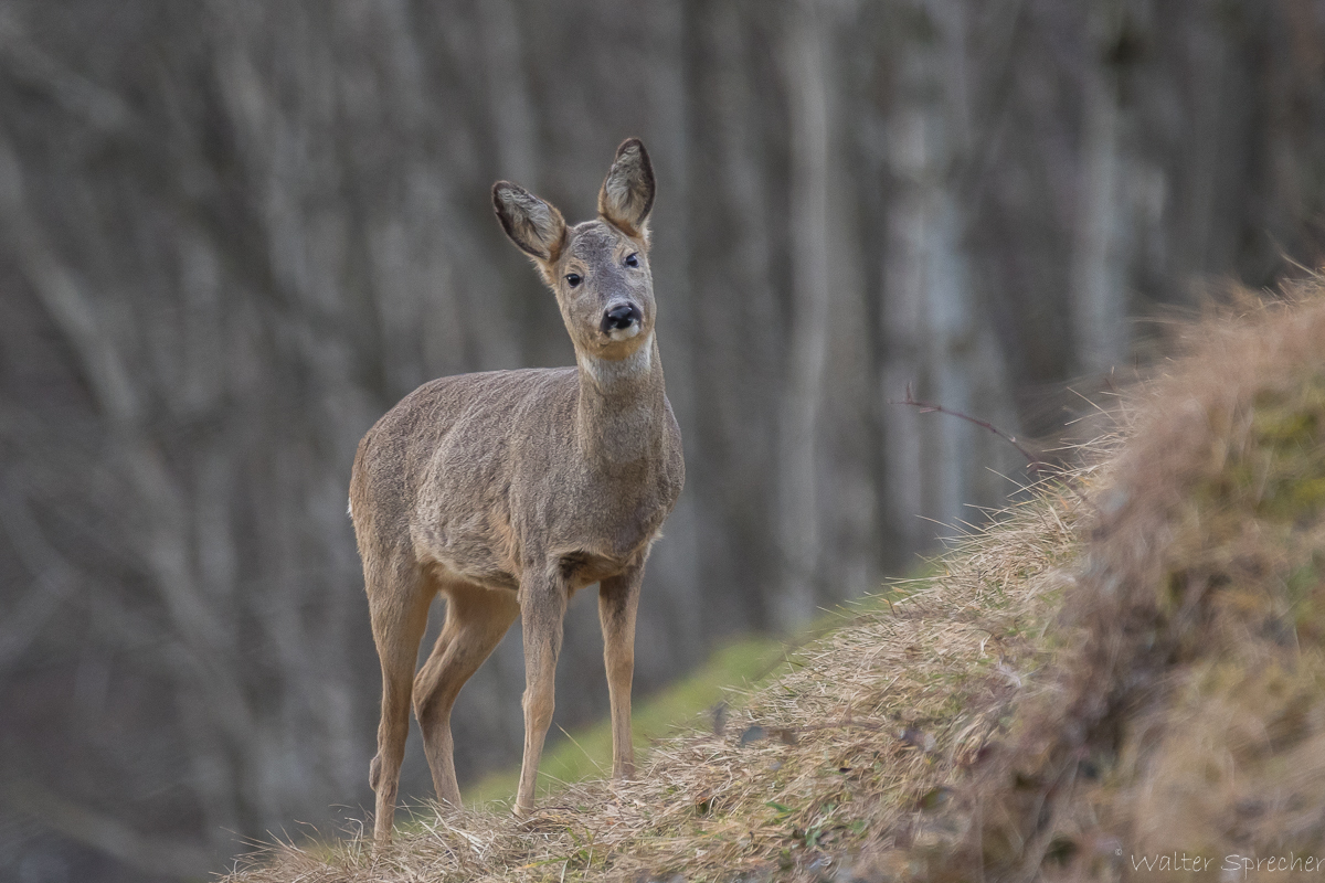 Die Geiss