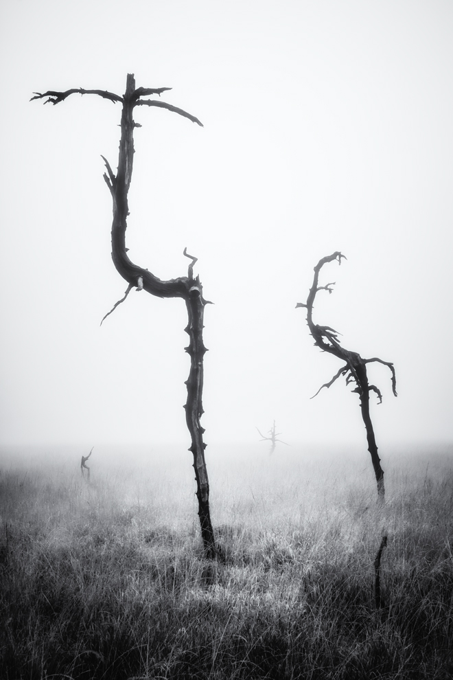 die Geister, die ich rief...... Foto &amp; Bild | landschaft, moor, baum ...