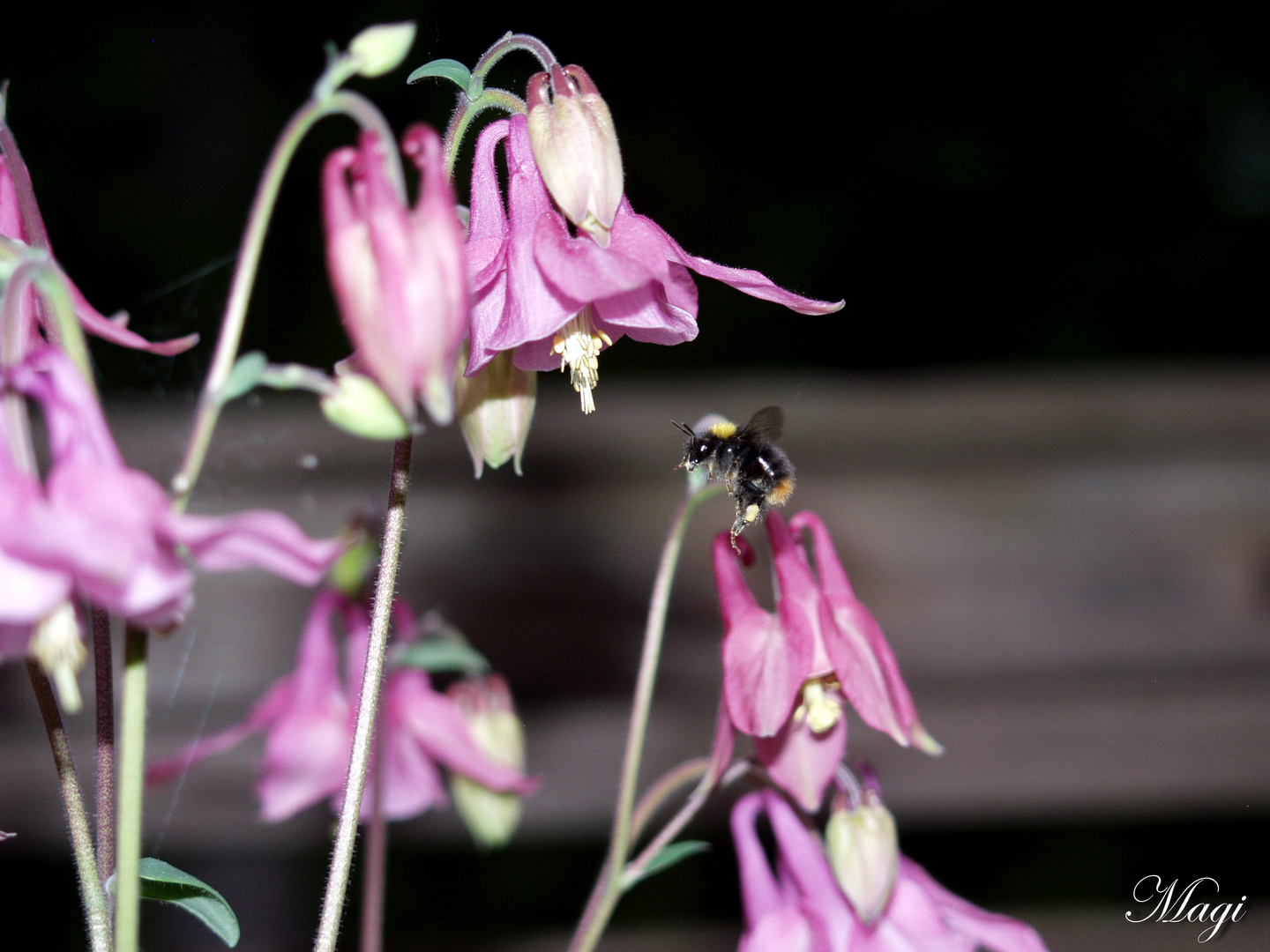 Die Geizigen sind den Bienen zu vergleichen: sie arbeiten, als ob sie ewig leben würden.