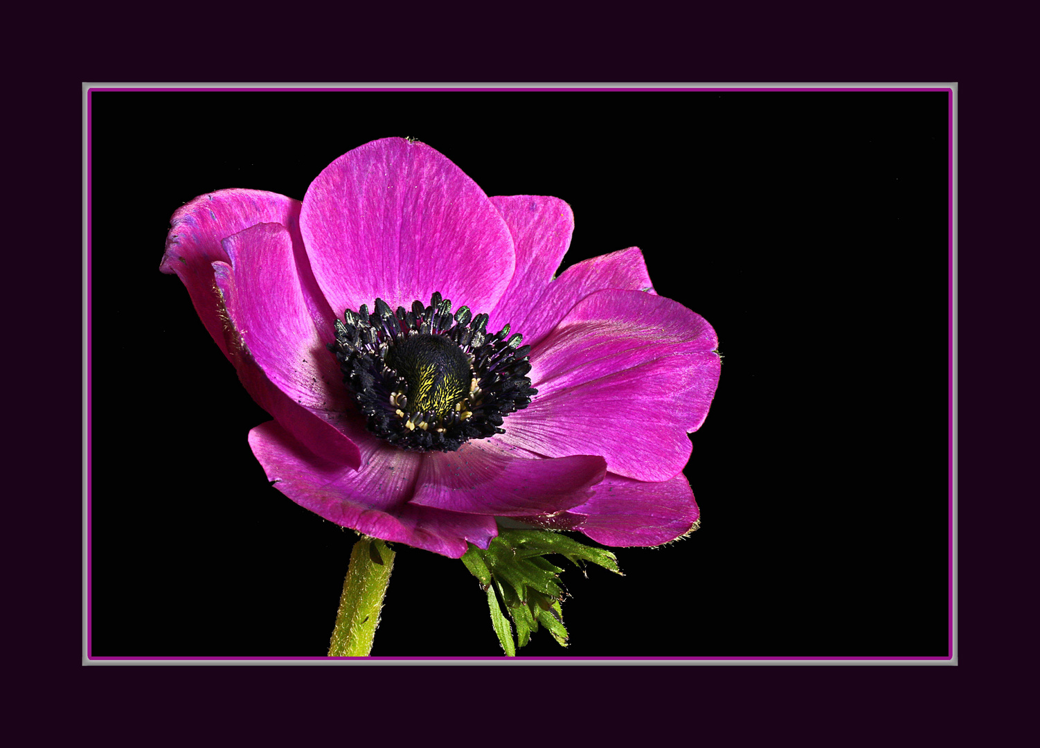 die gekaufte Anemone