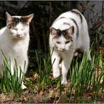 die geklonte Katze Kleo im Knoblauchbeet