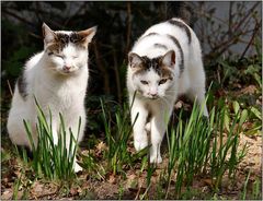 die geklonte Katze Kleo im Knoblauchbeet