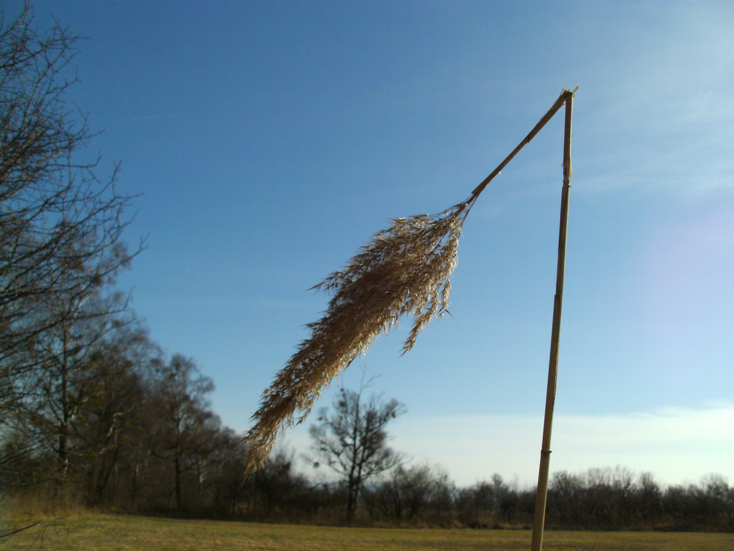 Die geknickte Ähre