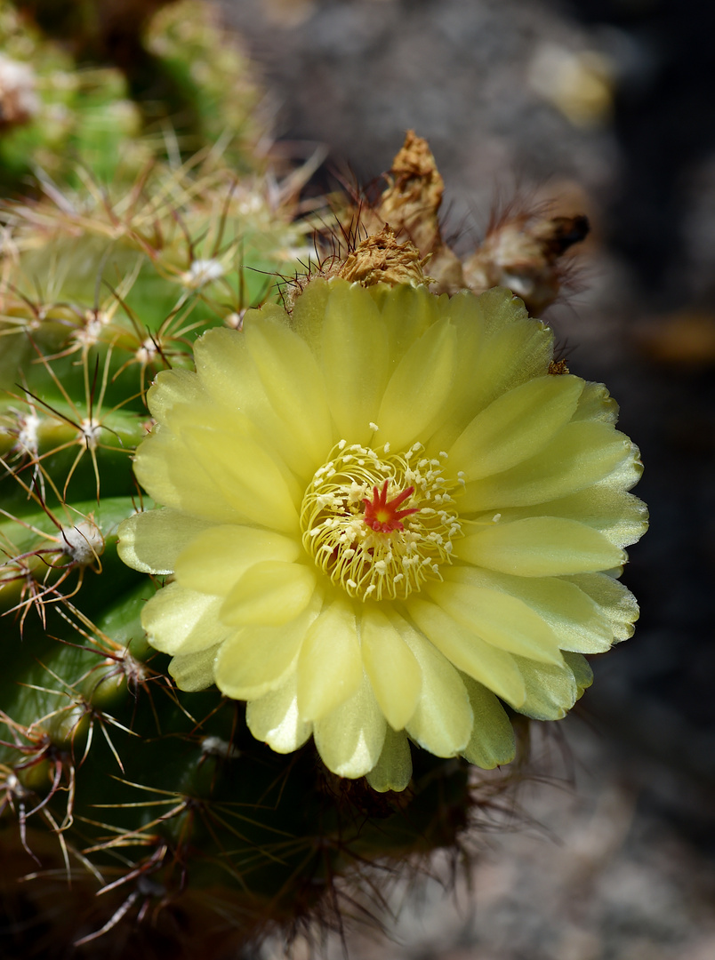 Die gekrönte Blüte