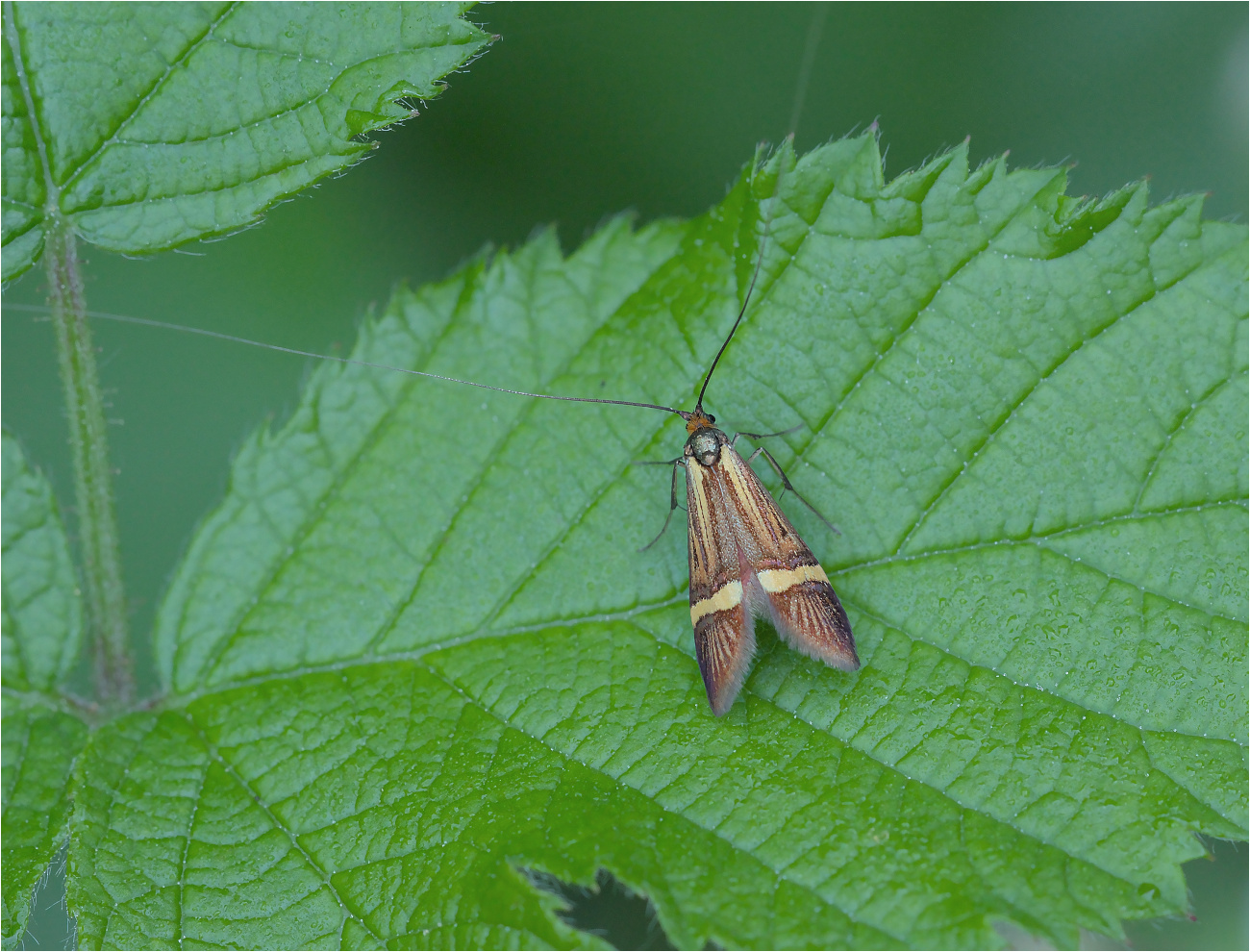 Die Gelbband-Langhornmotte (Nemophora degeerella)