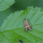 Die Gelbband-Langhornmotte (Nemophora degeerella)