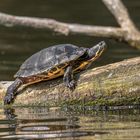 Die Gelbbauch-Schmuckschildkröte (Trachemys scripta scripta)