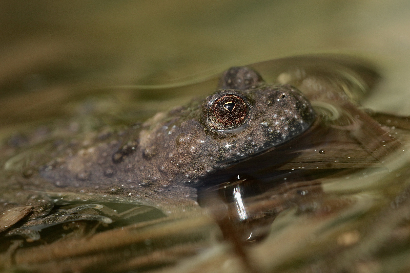 Die Gelbbauchunke (Bombina variegata)