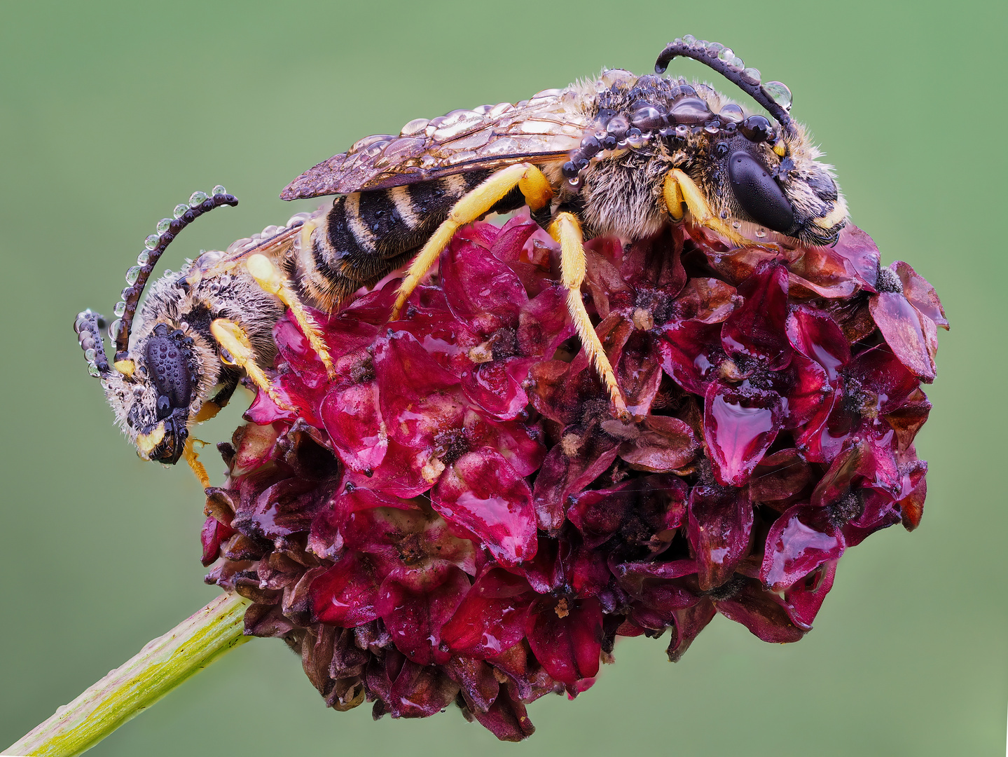 Die Gelbbindige Furchenbienen