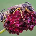 Die Gelbbindige Furchenbienen