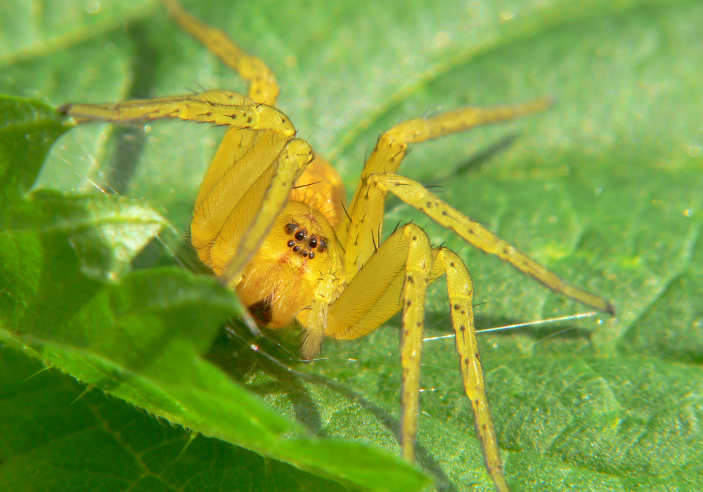 Die "Gelbe" Foto & Bild tiere, wildlife, spinnen Bilder auf