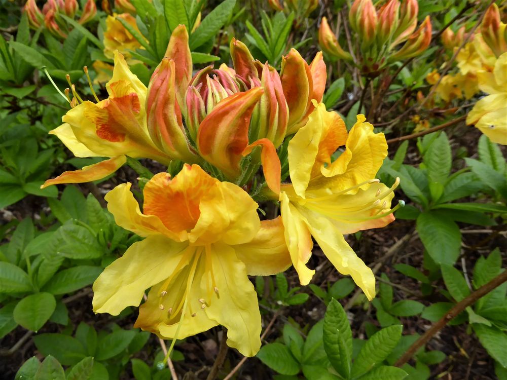 Die gelbe Azalee... Foto & Bild spezial, natur, blumen Bilder auf