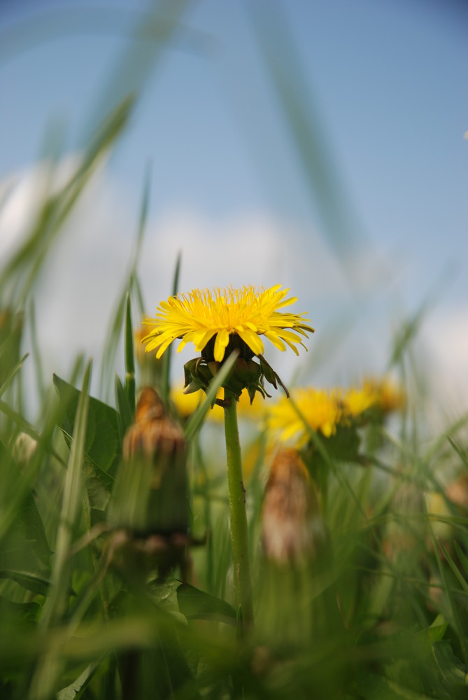 Die gelbe Blüte