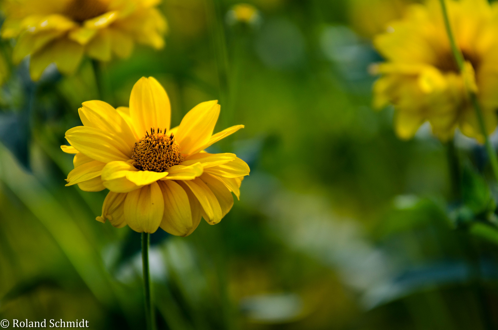 Die gelbe Blüte