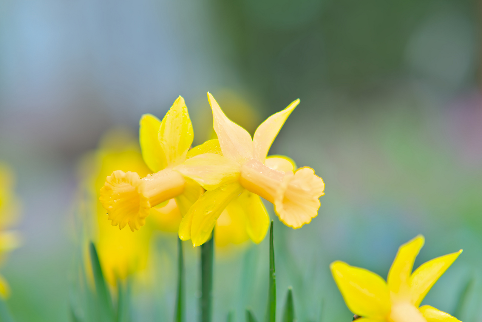 Die gelbe Blüte