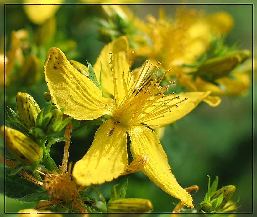 die gelbe Blüte