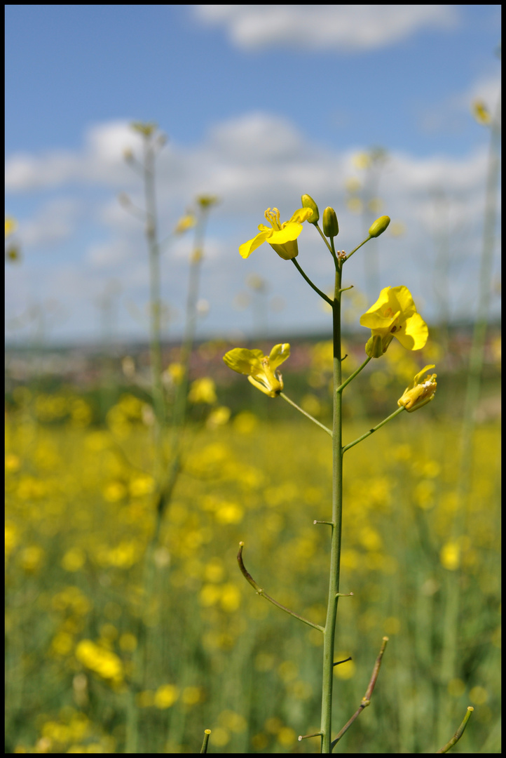 Die gelbe Blüte.