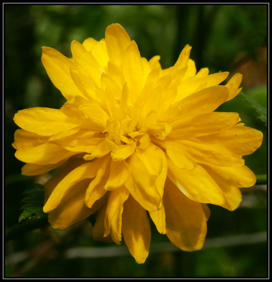 Die gelbe Blüte des gefüllten Ranunkelstrauchs