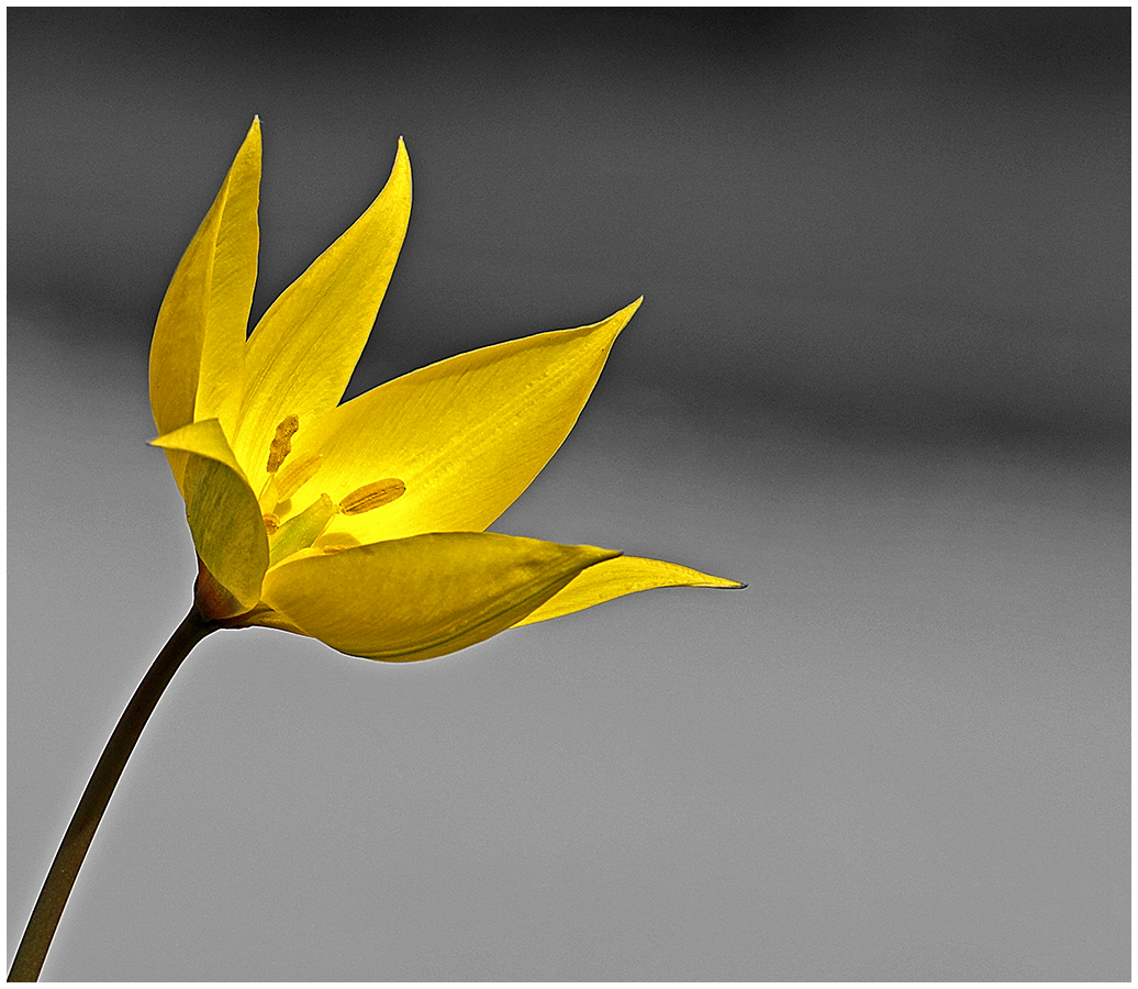 Die gelbe Blume 2