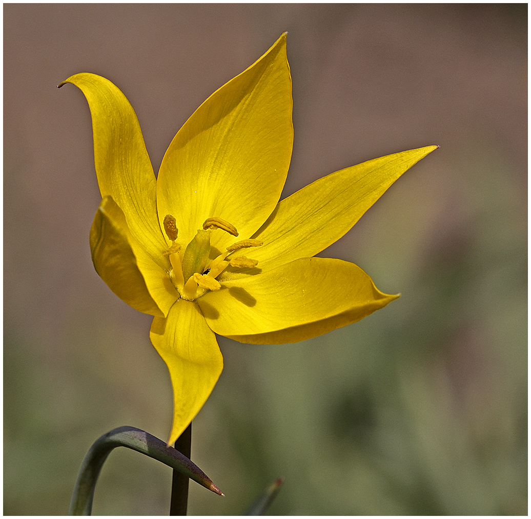 Die gelbe Blume