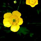 Die Gelbe Blume