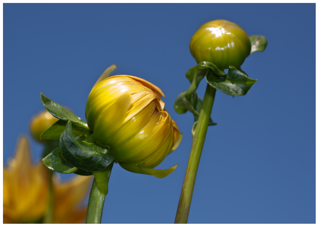 die Gelbe Blume