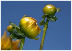 die Gelbe Blume