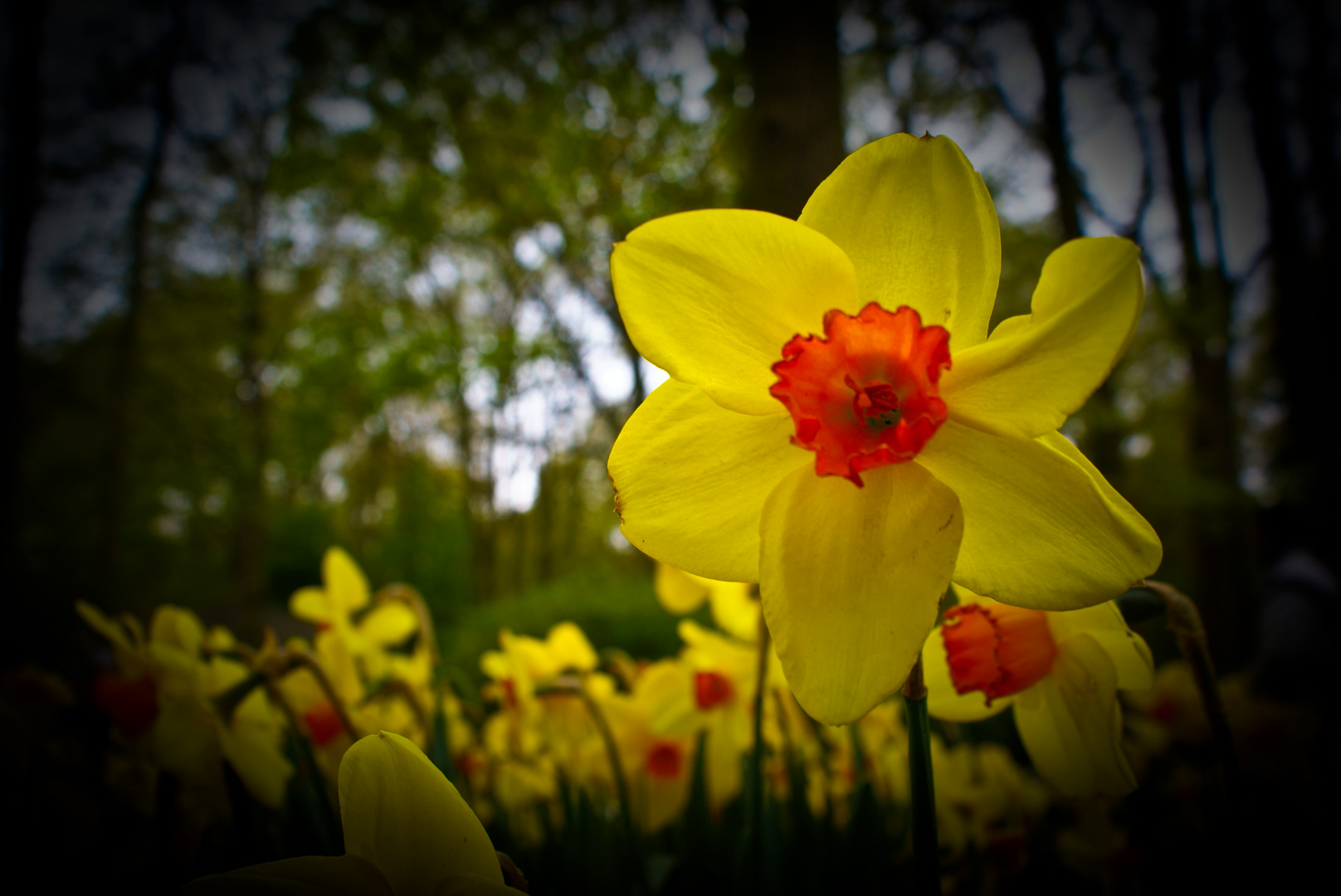 die Gelbe Blumen...Keukenhof Nederlands