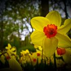 die Gelbe Blumen...Keukenhof Nederlands