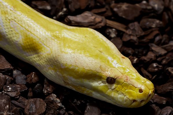 Die gelbe Boa im Auge des Betrachters 