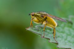 Die Gelbe Dungfliege