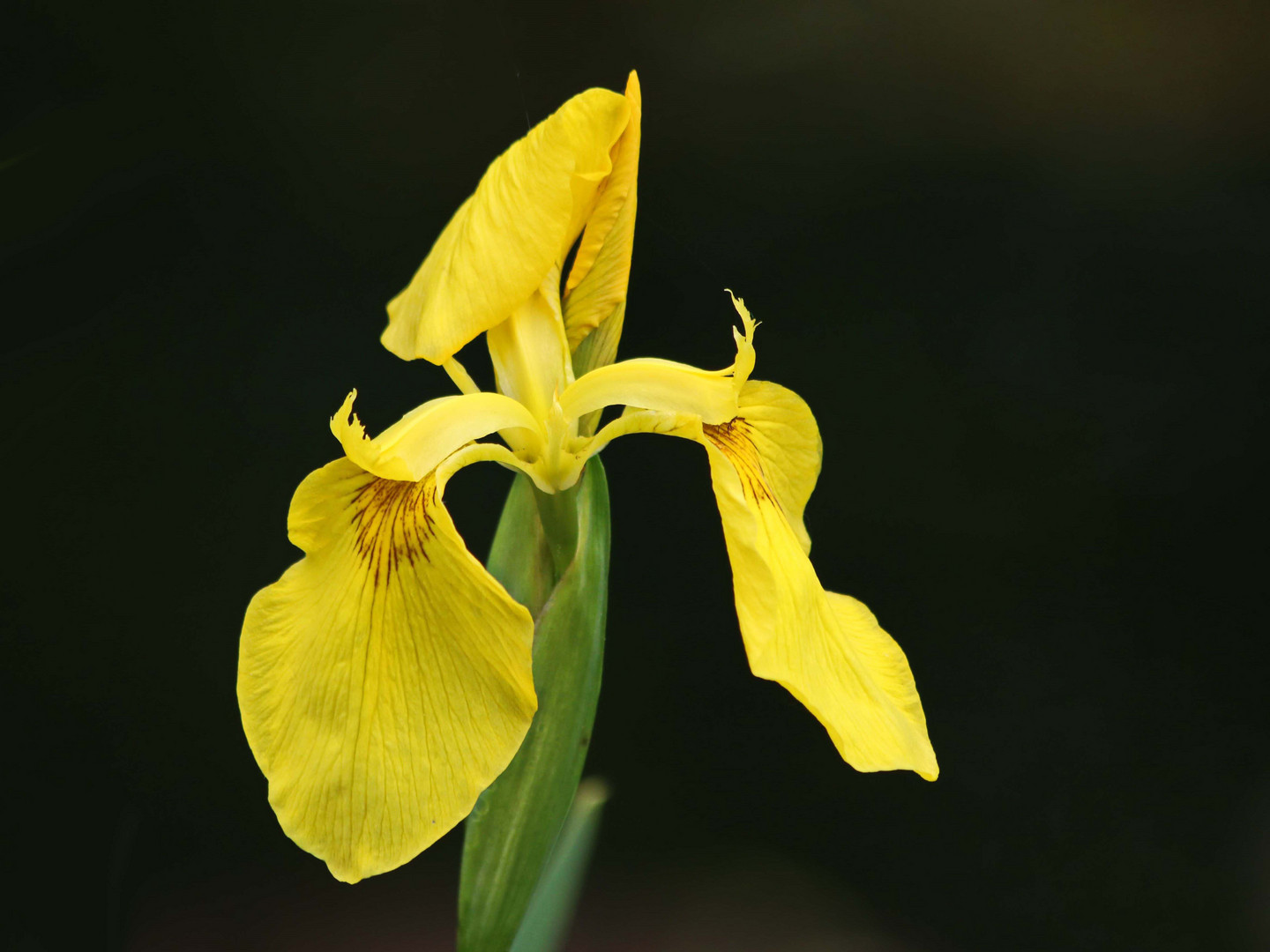 die gelbe Iris (a) Foto & Bild natur, pflanzen, blüten Bilder auf
