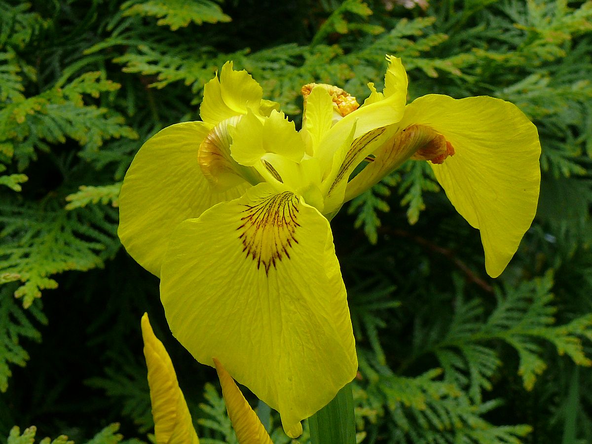 Die gelbe Iris