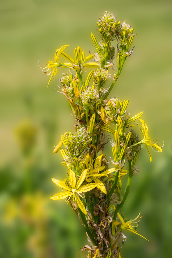  Die Gelbe Junkerlilie (Asphodeline lutea)