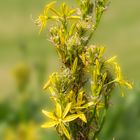  Die Gelbe Junkerlilie (Asphodeline lutea)