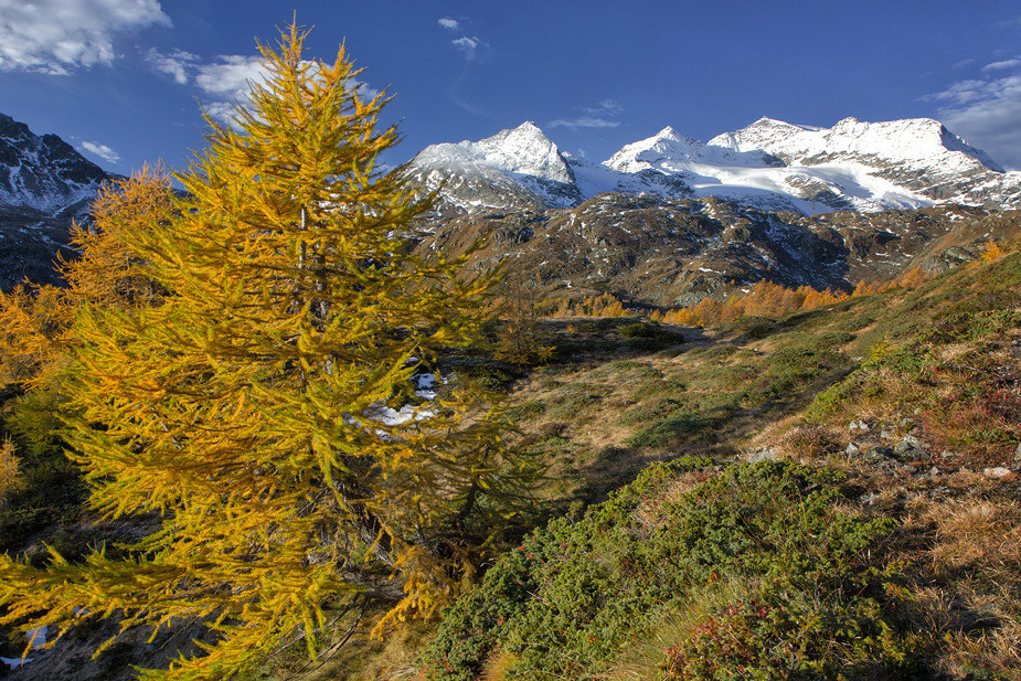 Die gelbe Lärche am Bernina