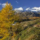 Die gelbe Lärche am Bernina