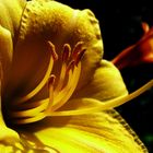 Die gelbe Lilie