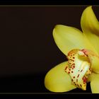 Die gelbe Orchidee
