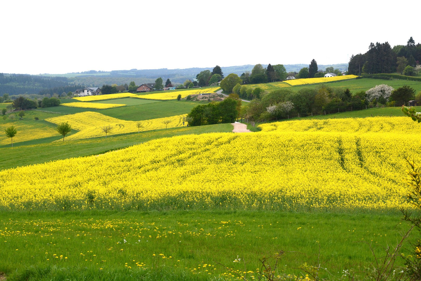 Die gelbe Phase hat eingesetzt. Hier sind es Rapsfelder in der Eifel