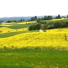 Die gelbe Phase hat eingesetzt. Hier sind es Rapsfelder in der Eifel