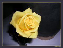 Die gelbe Rose