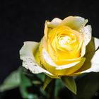 die gelbe Rose