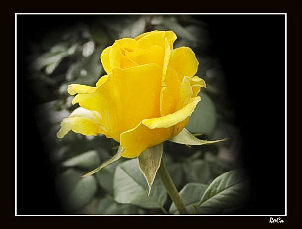 Die gelbe Rose