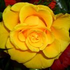 Die gelbe Rose ...