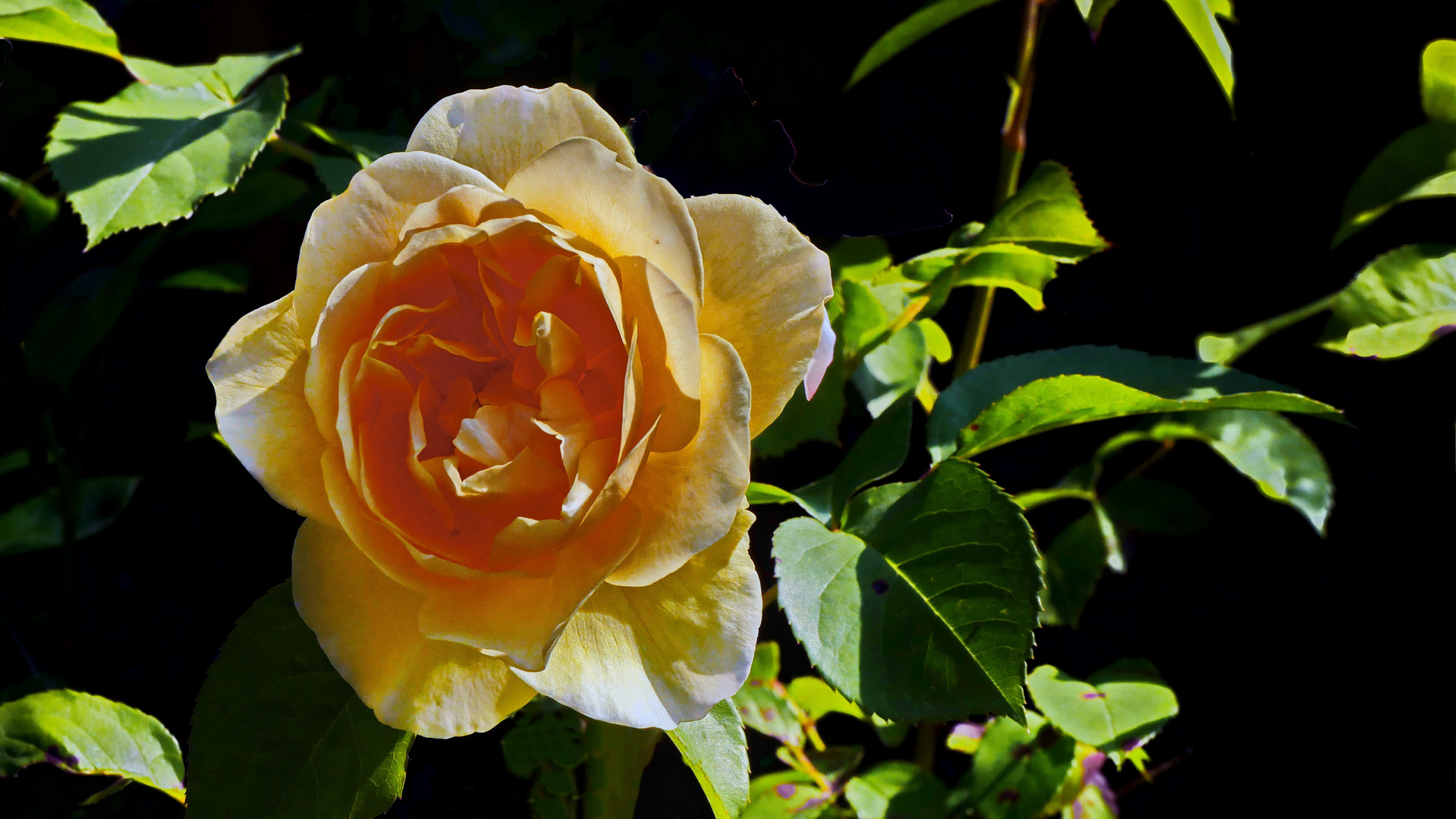 Die gelbe Rose und das Glück