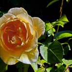 Die gelbe Rose und das Glück